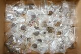 Lot: Fossil Ammonite Pendants - Pieces #133680-1